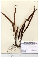 藏品(奧瓦葦)的圖片